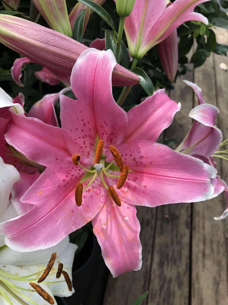 Лилия Восточная Сайберия