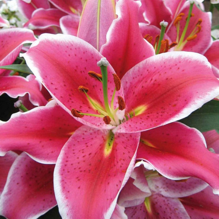 Лилия фронтпейдж (Восточная)