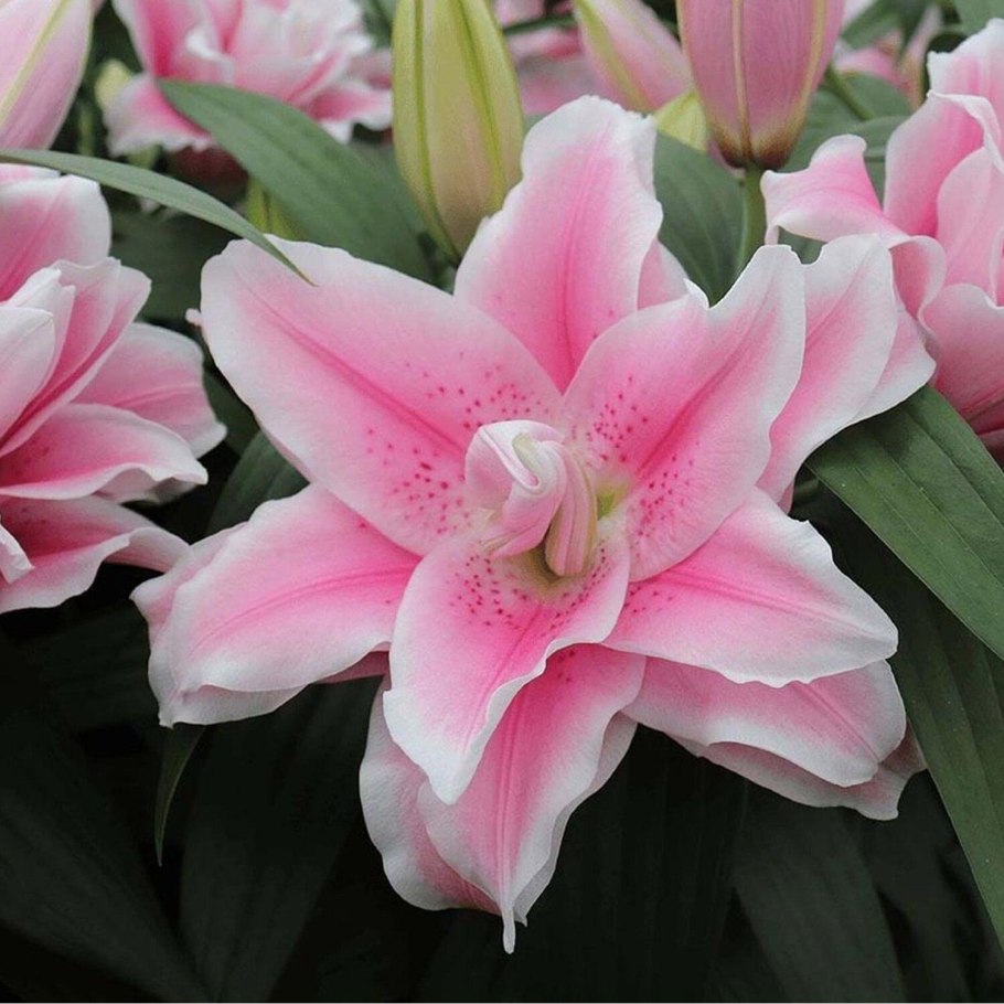 Лилия ла Манча восточные гибриды