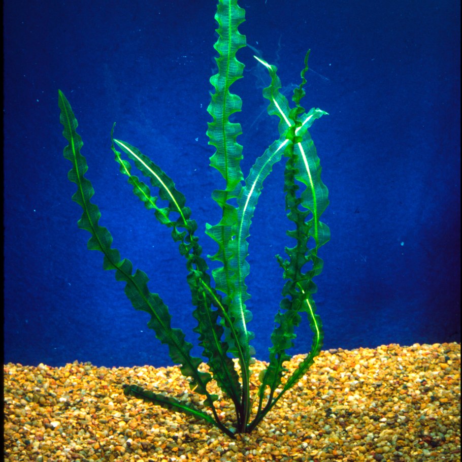 Папоротник таиландский (Microsorum Pteropus)