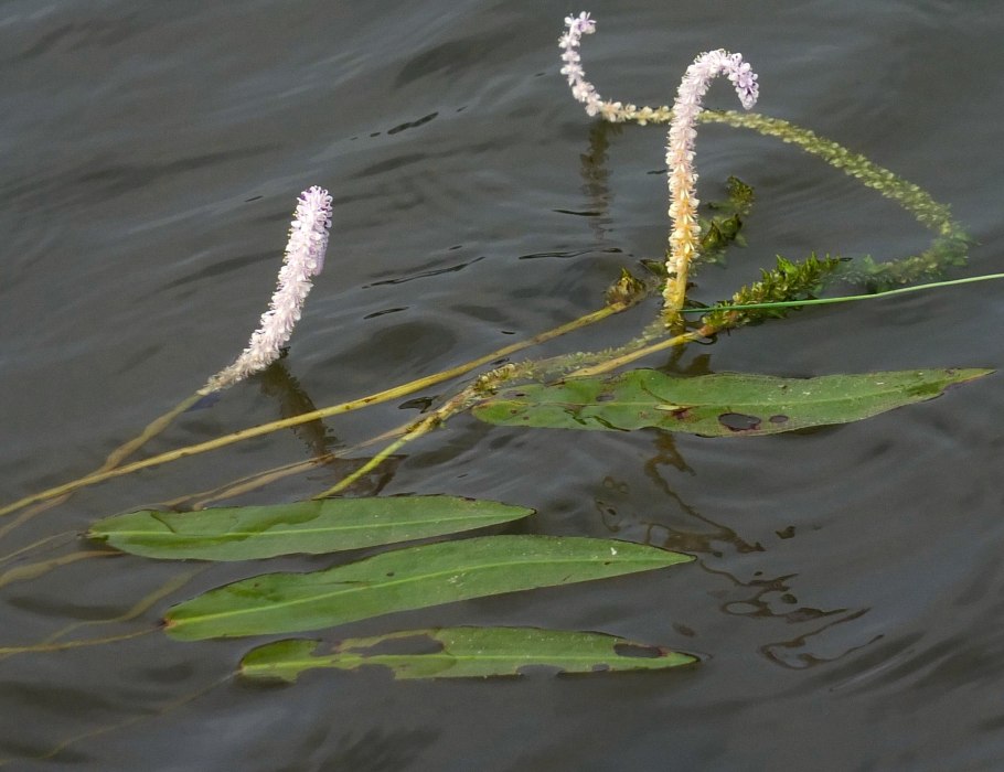 Microsorum Pteropus