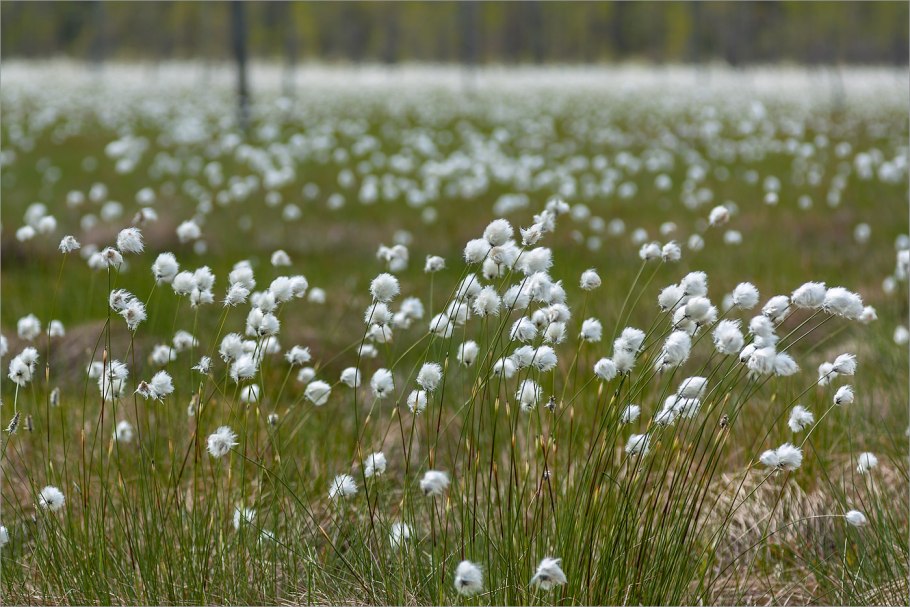 Пушица узколистная (Eriophorum angustifolium)