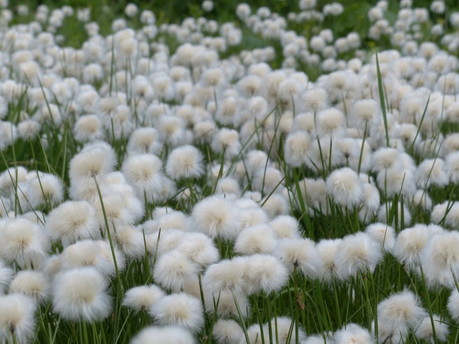 Пушица Шейхцера (Eriophorum scheuchzeri)