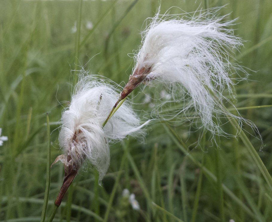 Пушица Шейхцера (Eriophorum scheuchzeri)