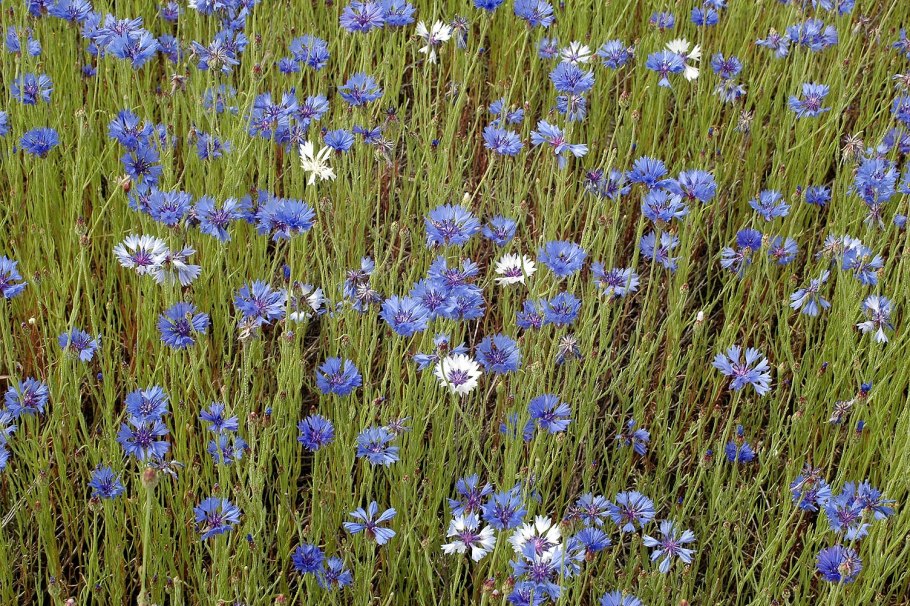 Пухонос дернистый