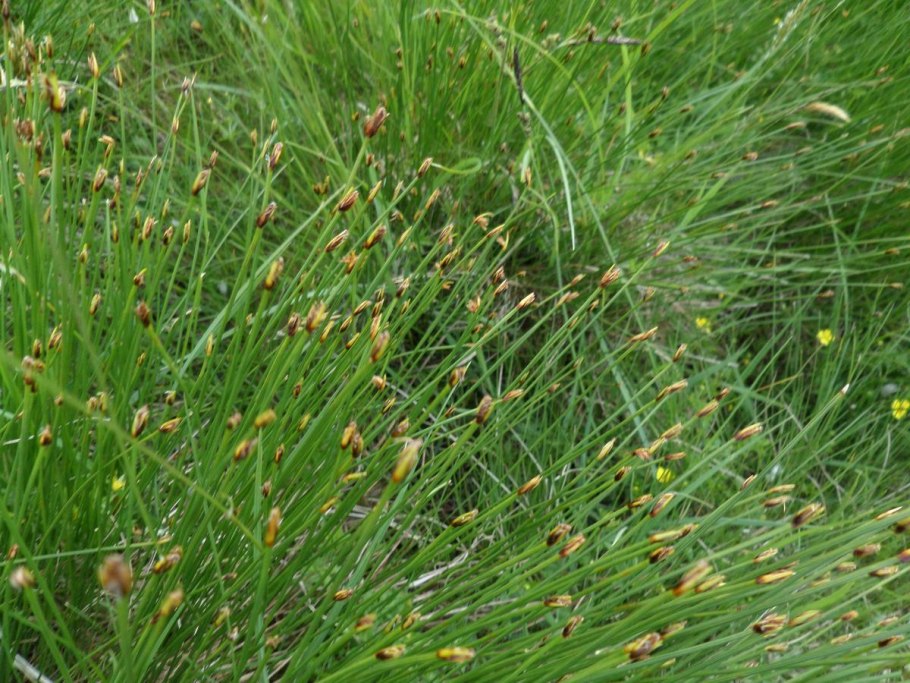 Осока магелланская