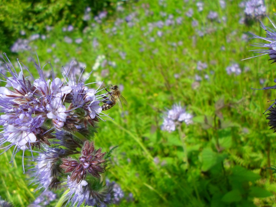 Василек синий медонос