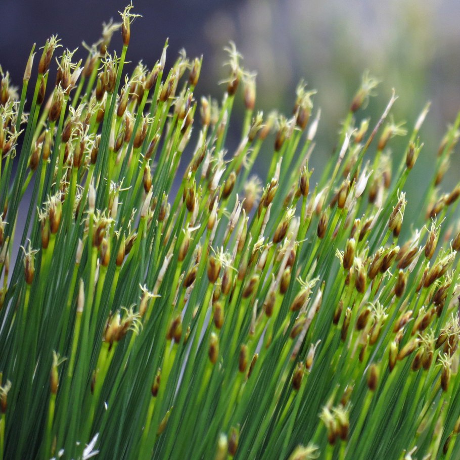 Пушица узколистная (Eriophorum angustifolium)