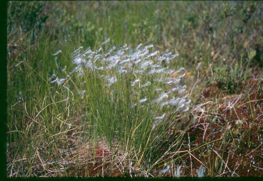 Пушица (Eriophorum)