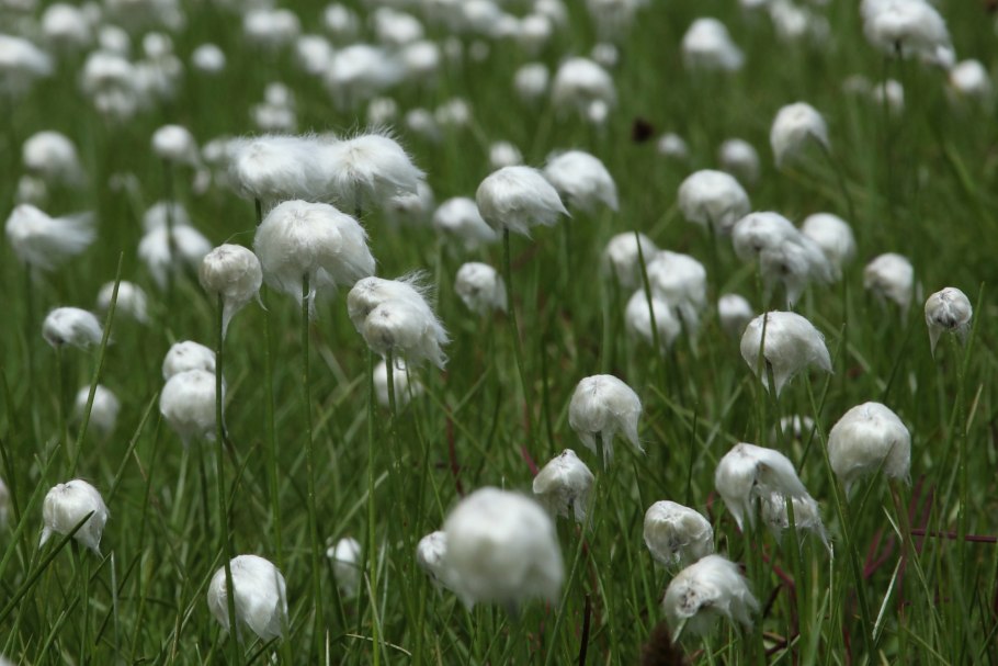 Лук косой Allium obliquum