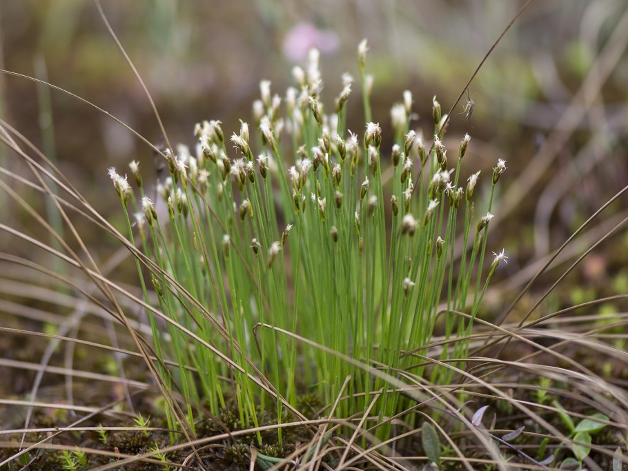 Пушица растение Болотное