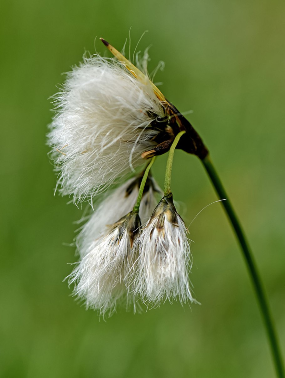 Пушица узколистная (Eriophorum angustifolium)