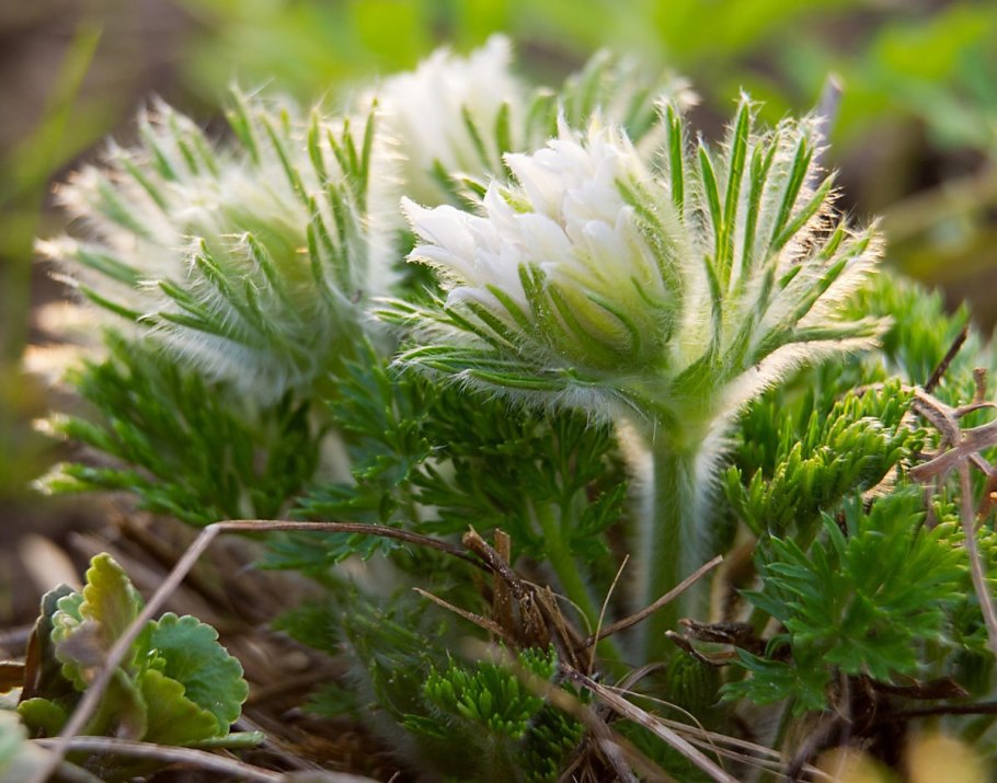 Пухонос приземистый