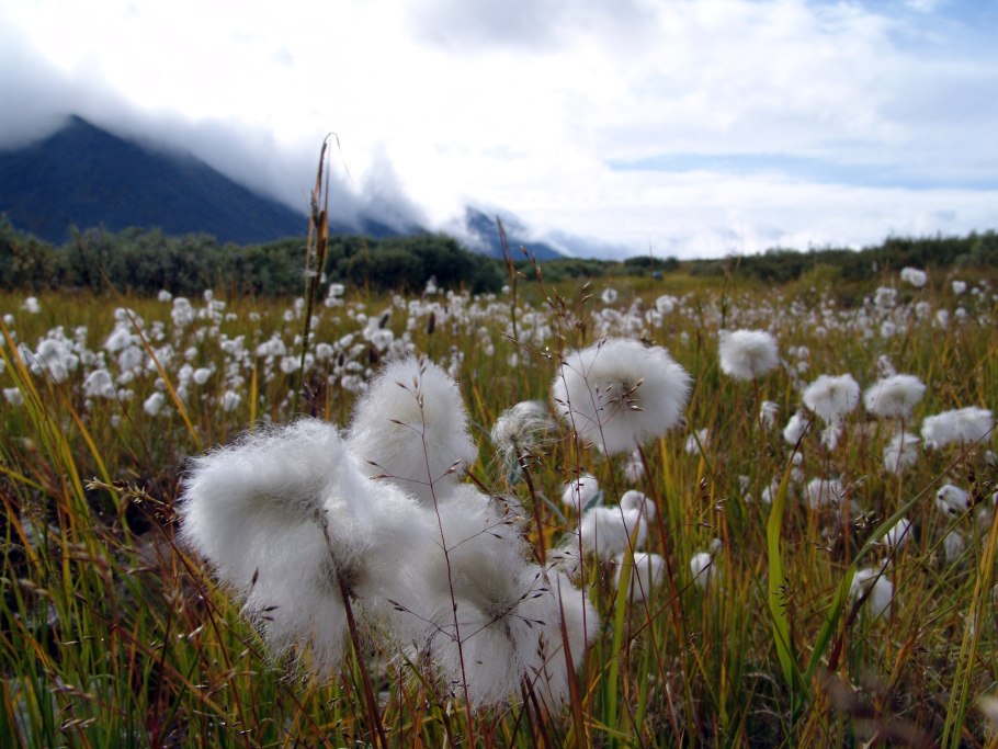 Пухонос Альпийский фото