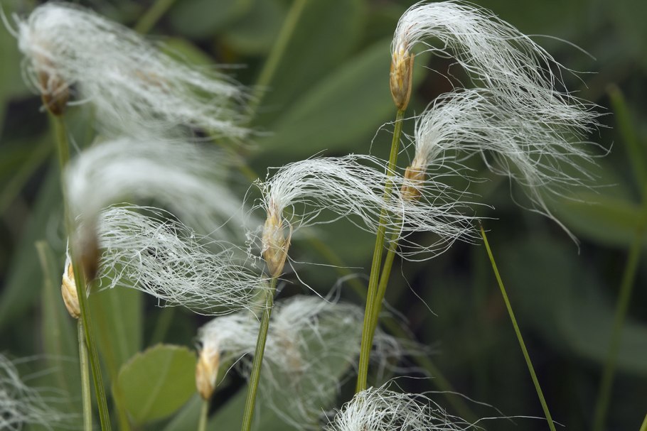 . Пушица влагалищная (Eriophorum vaginatum l.)
