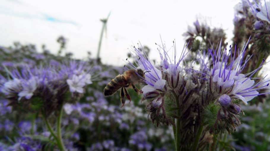 Прострел горный