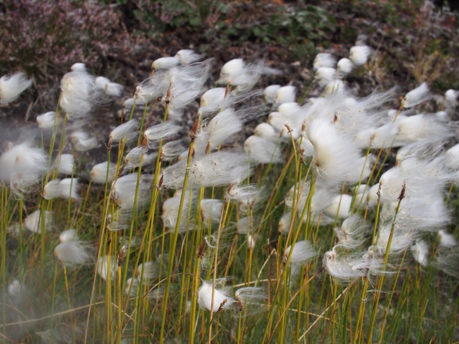 Капский медонос