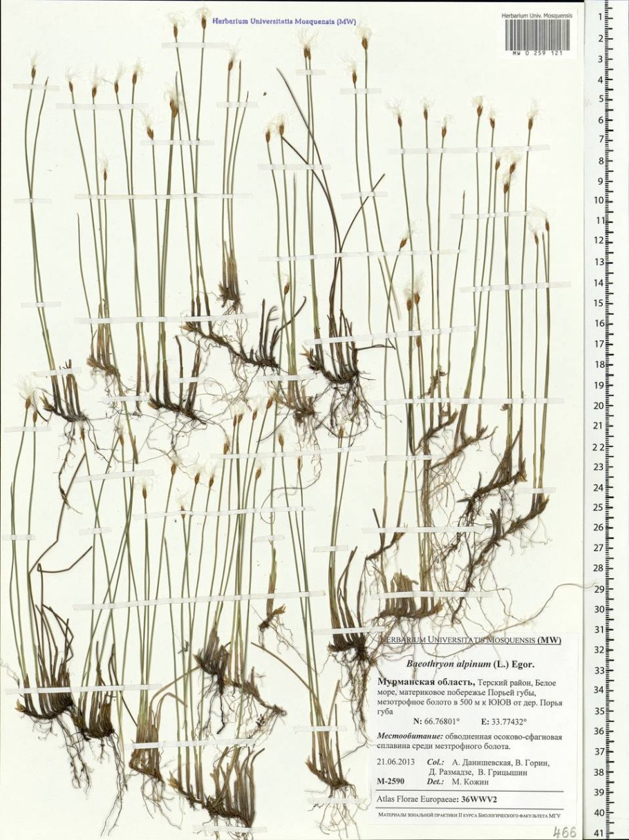 Пушица (Eriophorum)