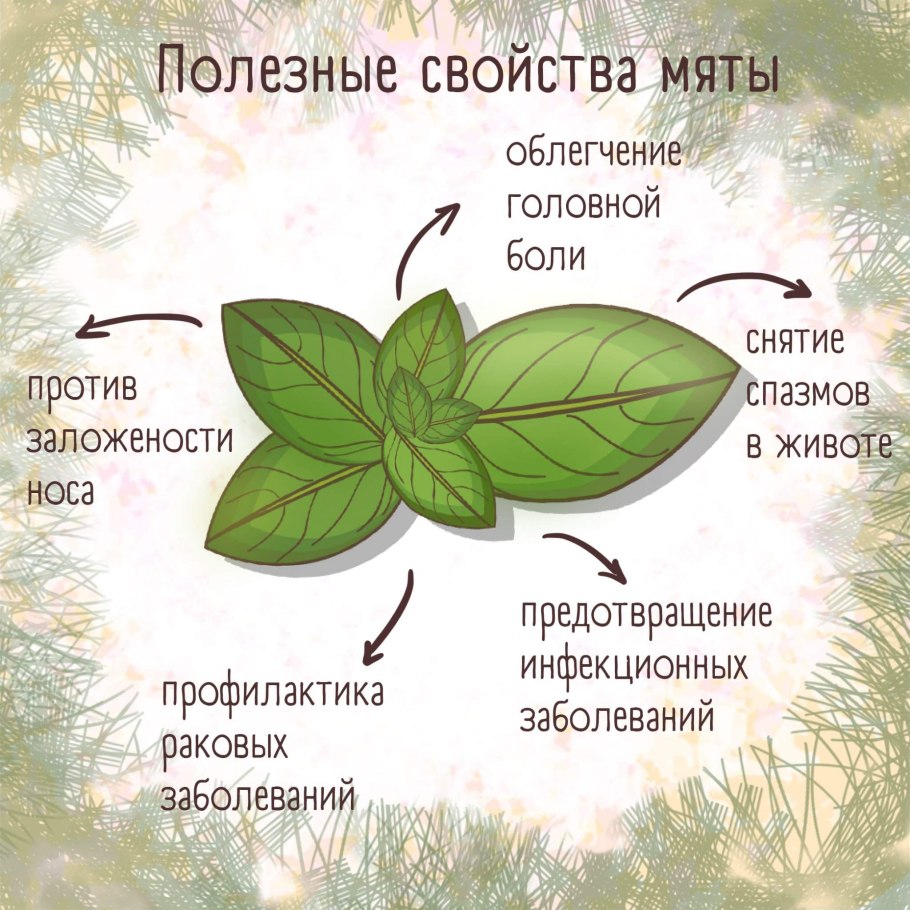 Лекарственные травы мята перечная