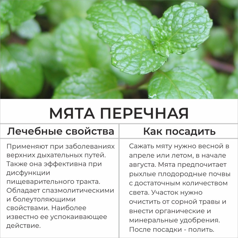 Мята перечная трава