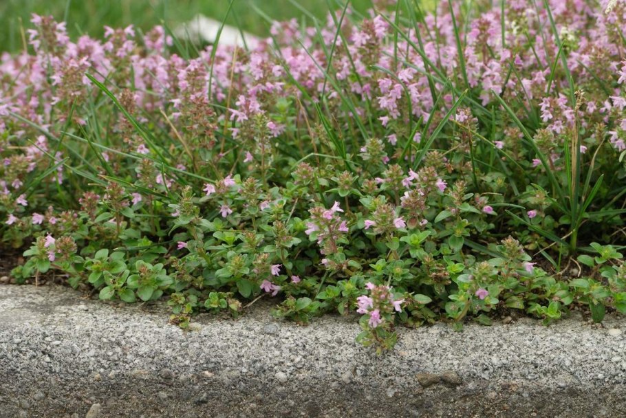 Тимьян ползучий (Thymus serpyllum)