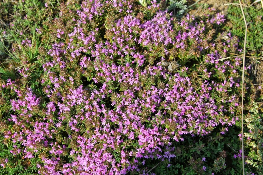 Тимьян молодая поросль