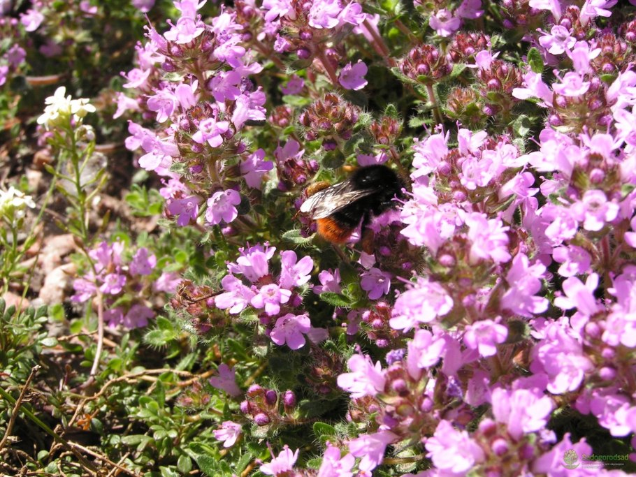 Розмарин тимьян и шалфей