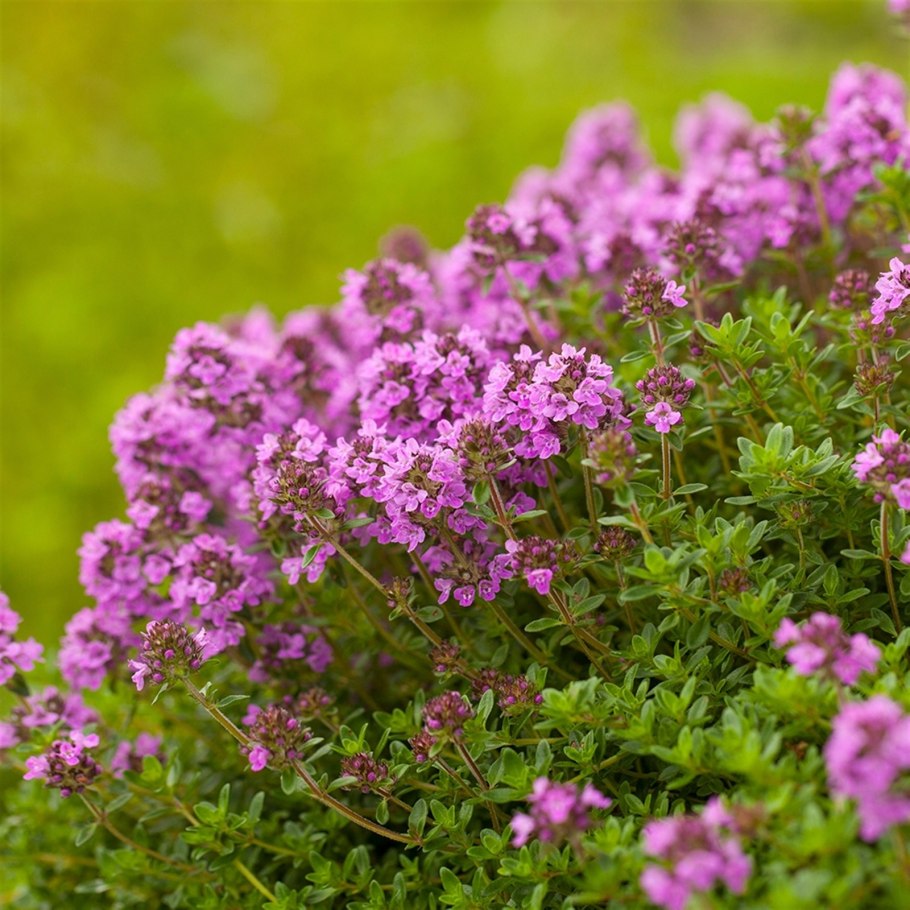 Розмарин эстрагон Любисток