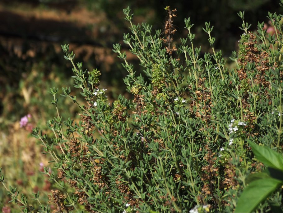 Тимьян (молотый) 300 г