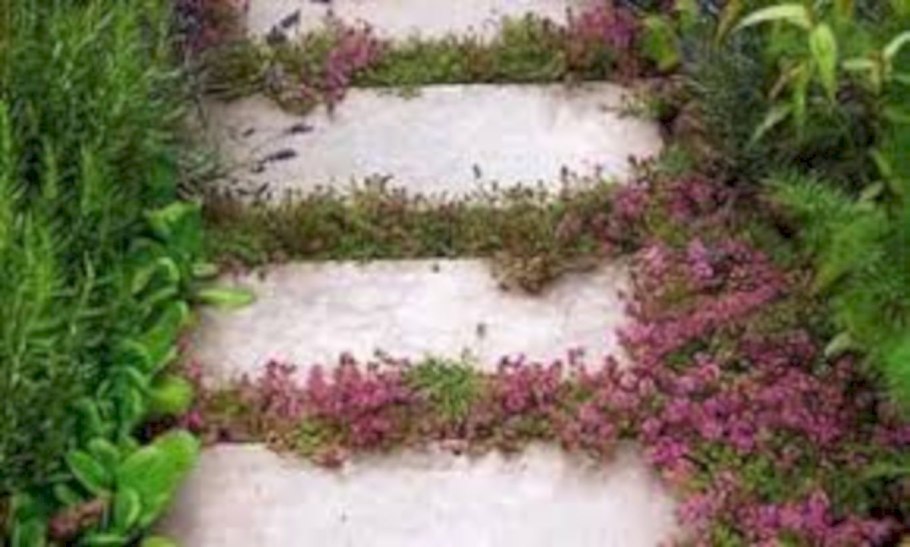 Орегано (душица)