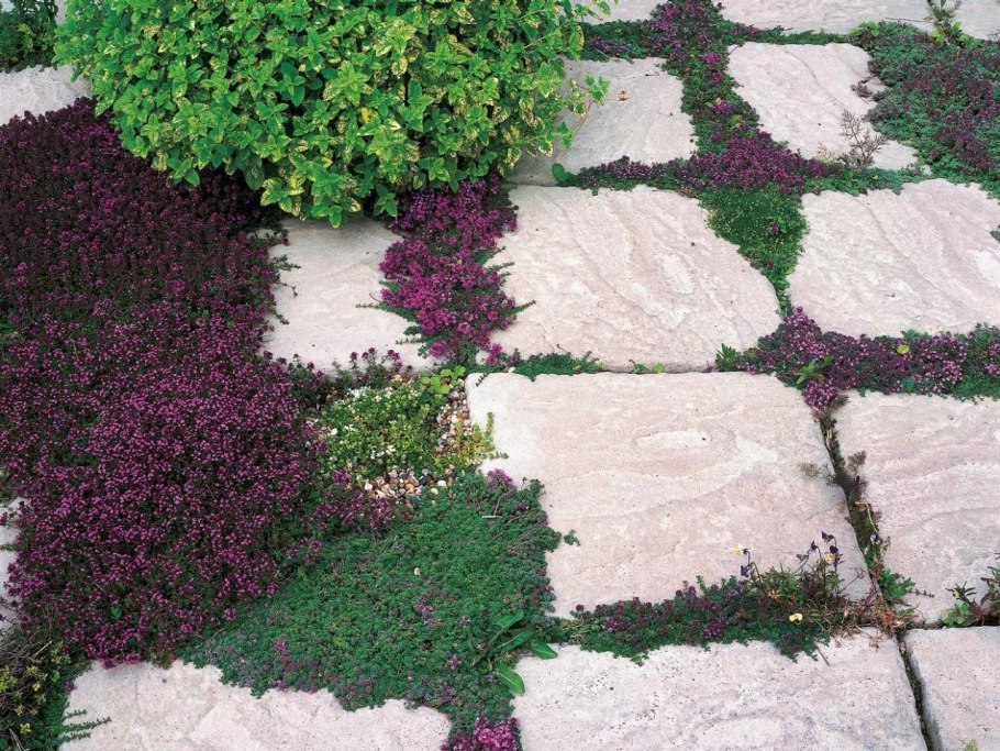 Растение тимьян d11