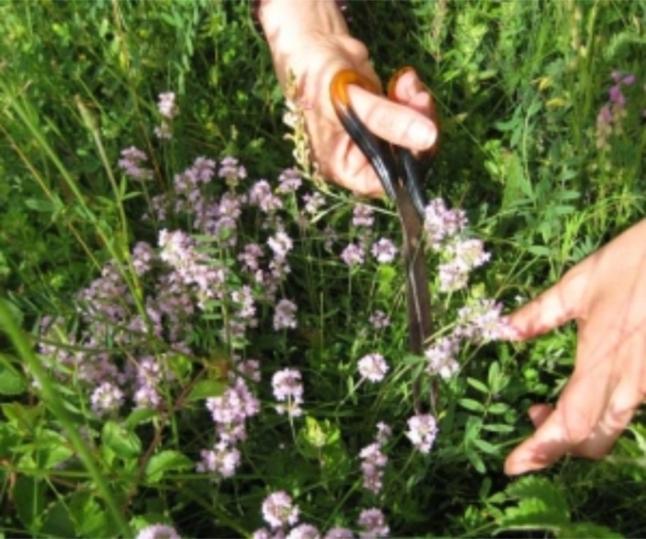 Пучок чабреца