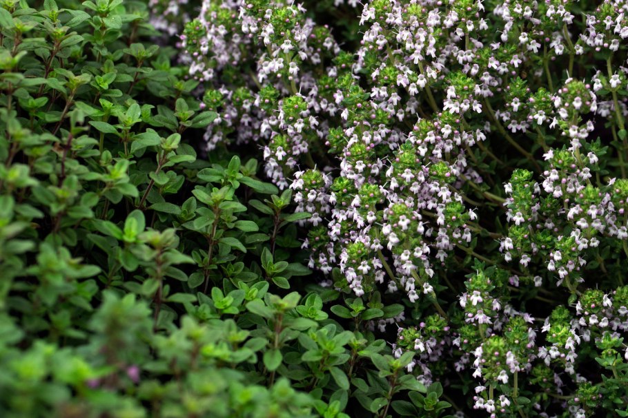 Тимьяновое дерево