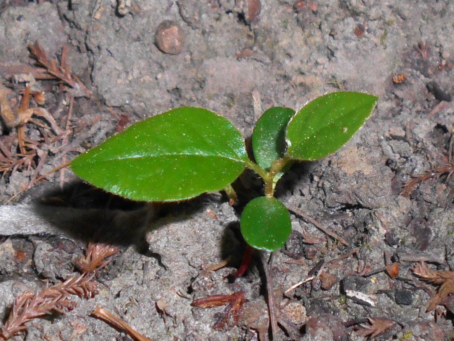 Кизильник Росток