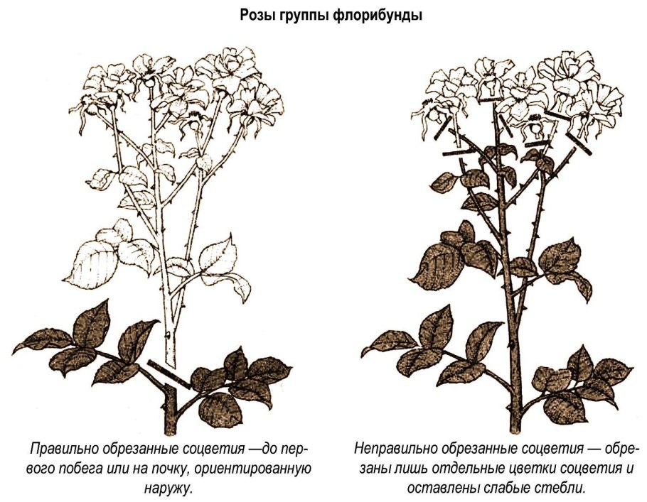 Летняя обрезка роз флорибунда
