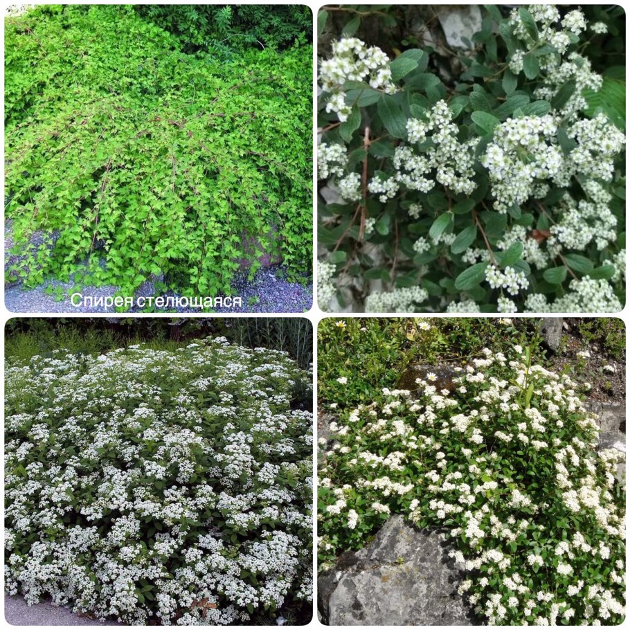 Спирея декумбенс