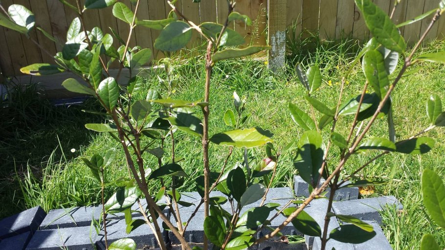 Обрезка фейхоа весной в саду