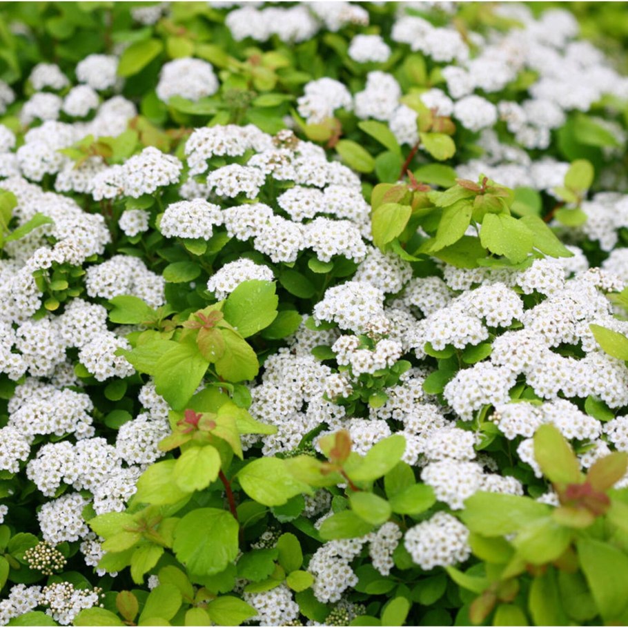 Спирея березолистная (Spiraea betulifolia &#96;Tor&#96;)