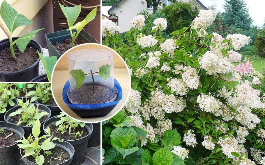 Гортензия метельчатая горшечная