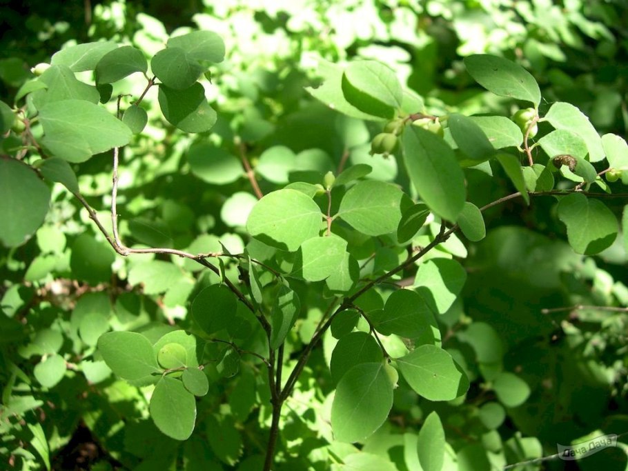 Снежноягодник мелколистный