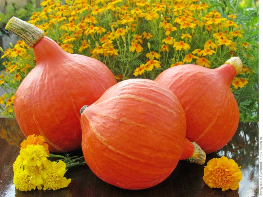 Тыква f1 Лесной орех