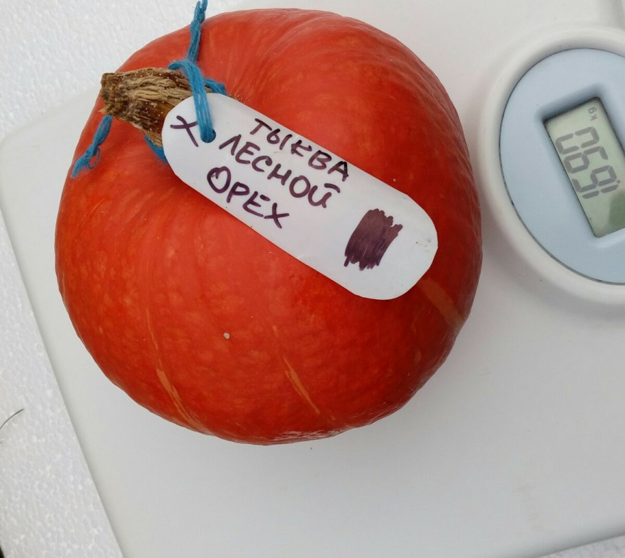 Тыква сорт орешек