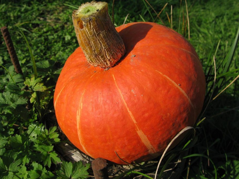 Тыква сорта сладкий каштан