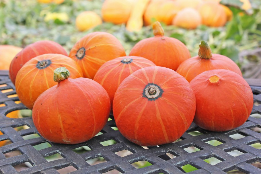 Тыква с орехами