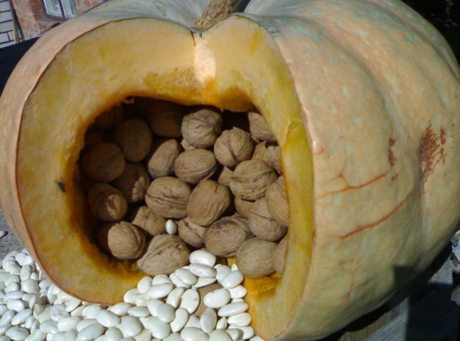 Сорт тыквы грецкий орех