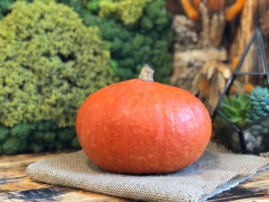 Тыква f1 Лесной орех