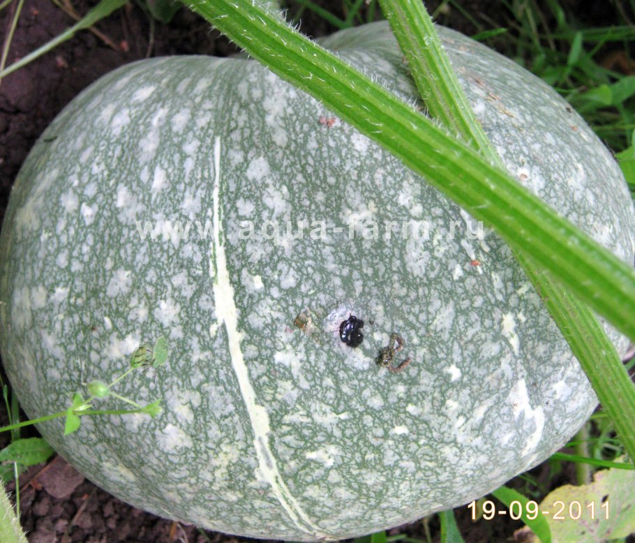 Натюрморт осенний