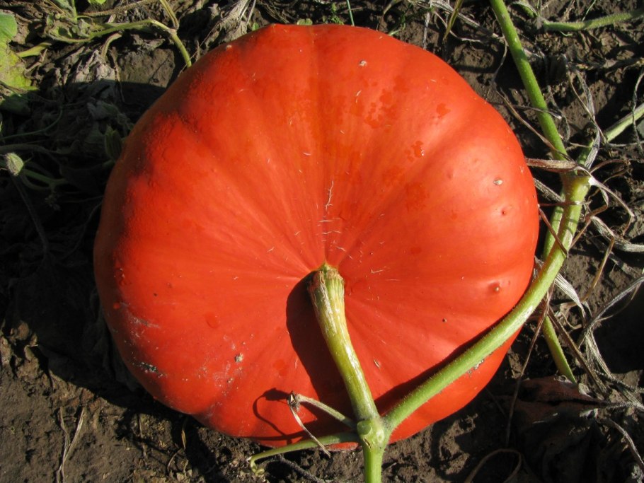 Тыква Стофунтовая