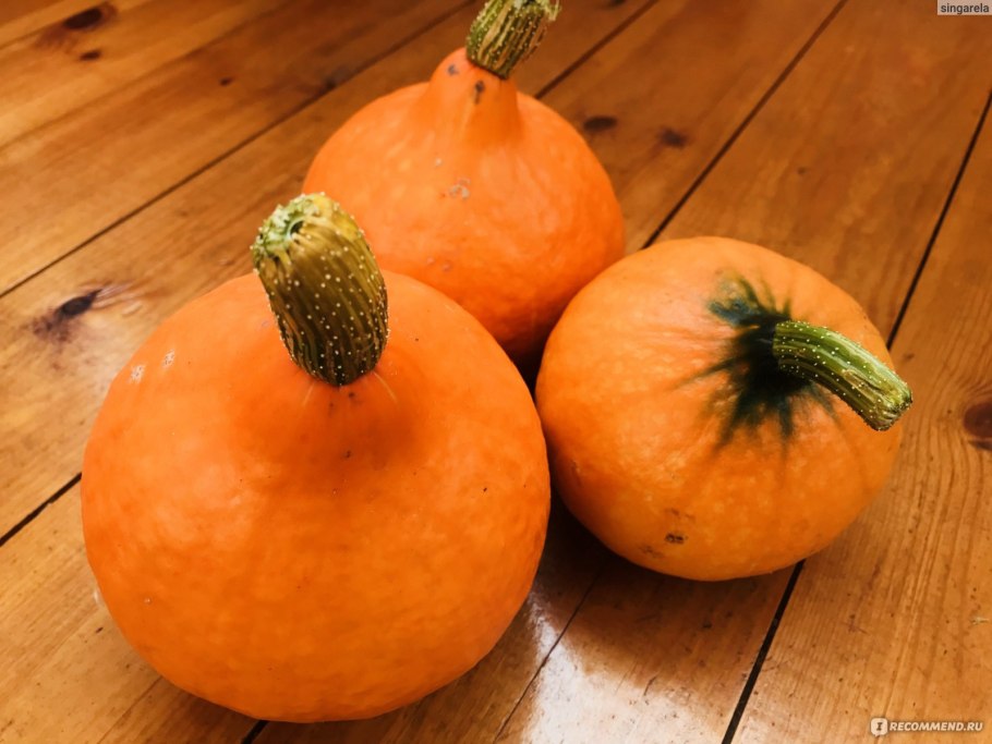 Тыквы малютки сорта