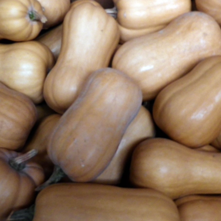 Тыква сквош мускатная